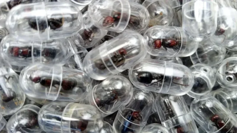 Kenya: Ikimonyo kimwe kiri kugura 220$